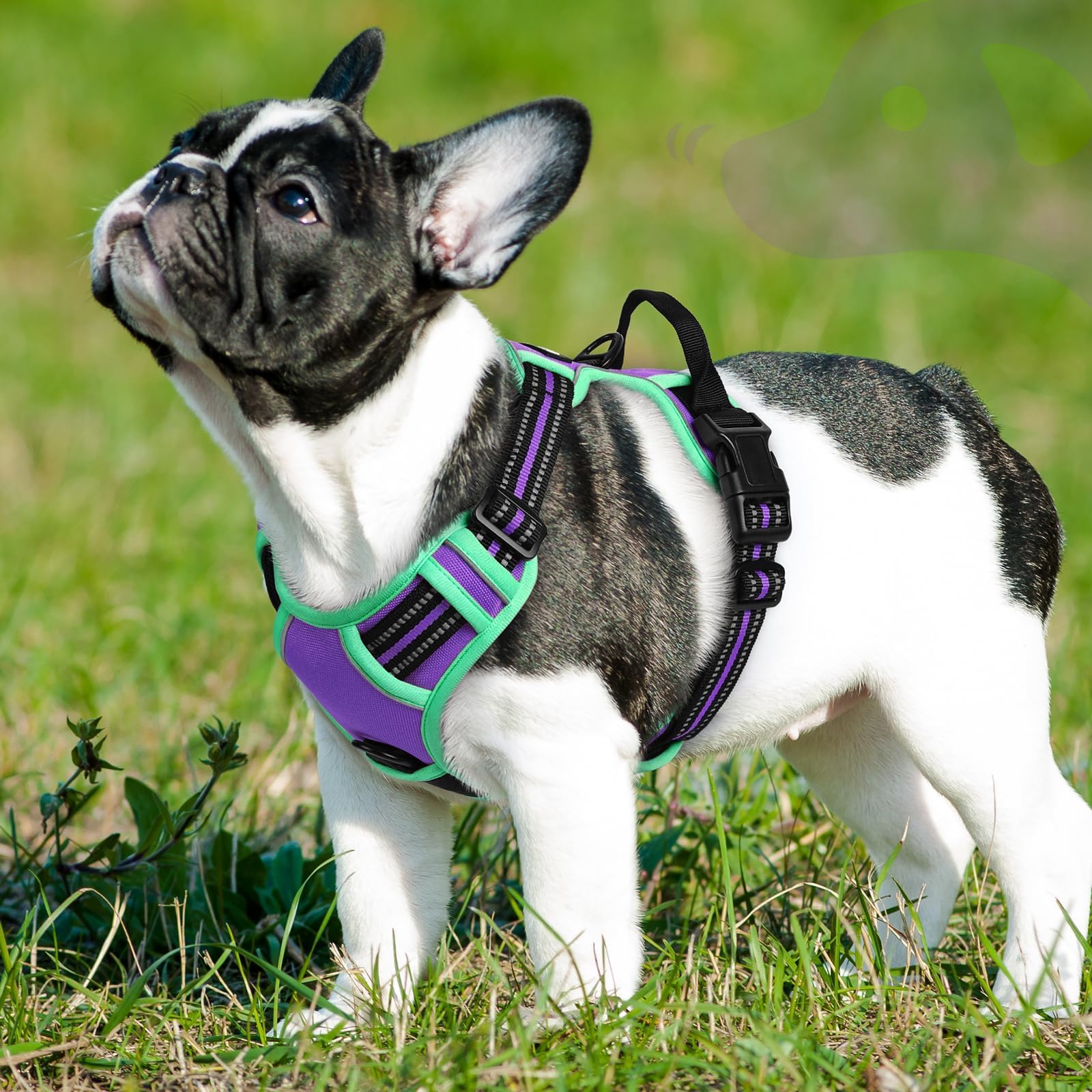 Arnés Eagloo talla S para razas pequeñas como Chihuahua o Pomerania.