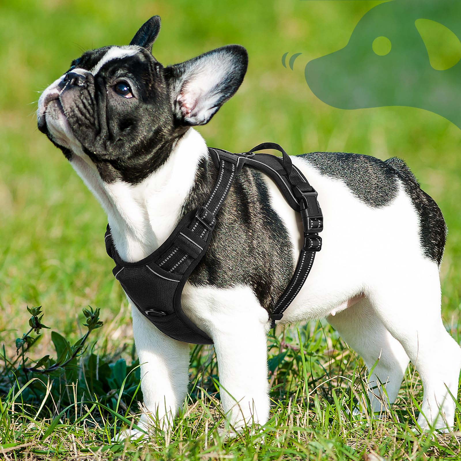 Arnés Eagloo Harness uso diario recomendado: cómodo para paseos largos