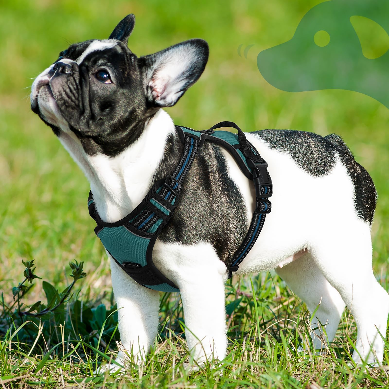 Confort diario de Eagloo para caminar con tu perro