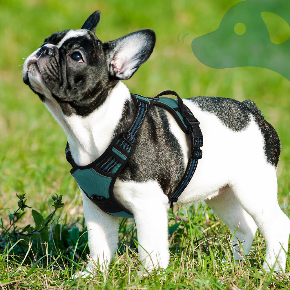 Confort diario de Eagloo para caminar con tu perro