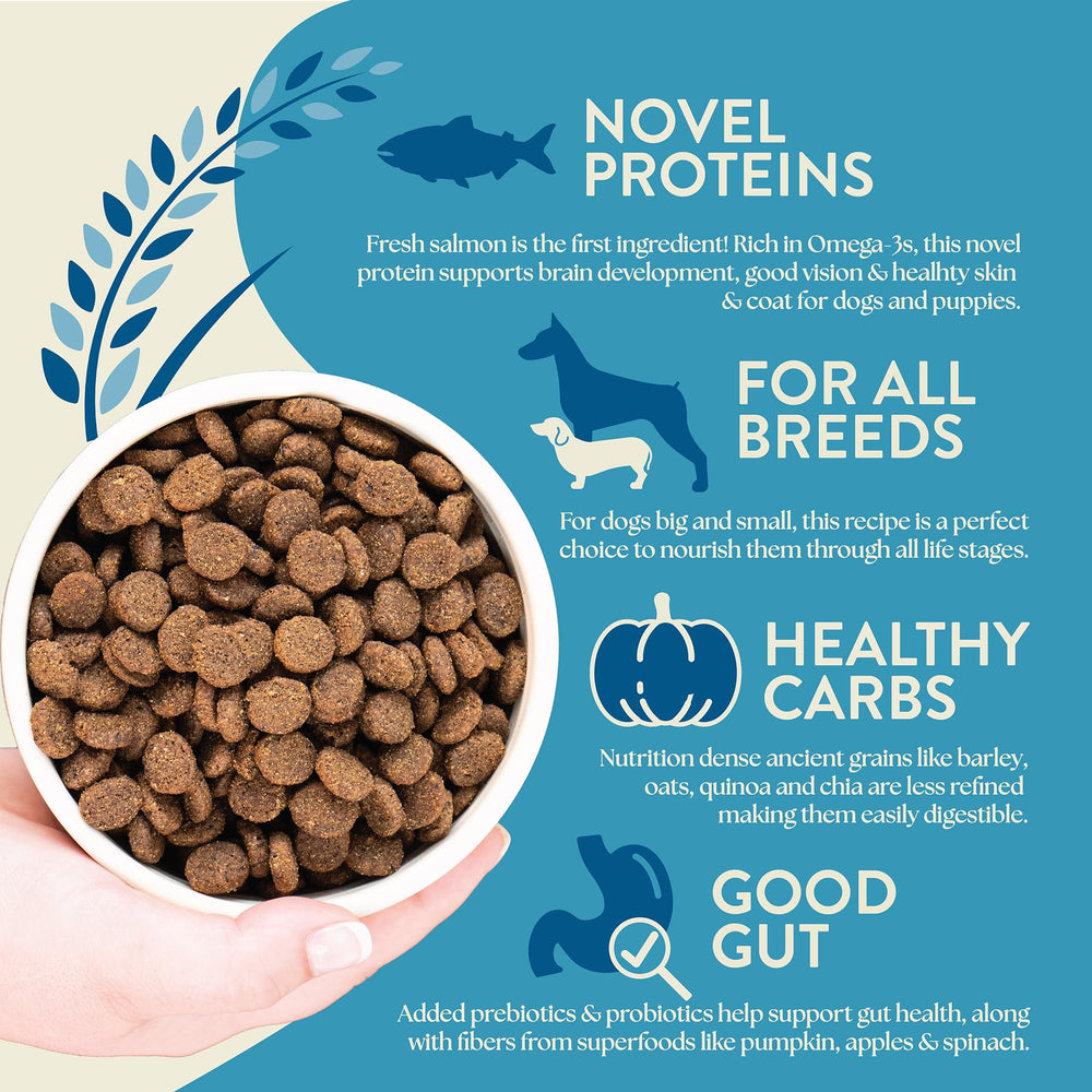 Granos antiguos: cebada, avena, quinoa y chía para digestión equilibrada.