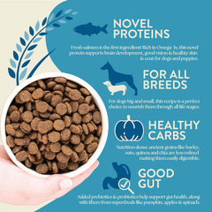 Granos antiguos: cebada, avena, quinoa y chía para digestión equilibrada.