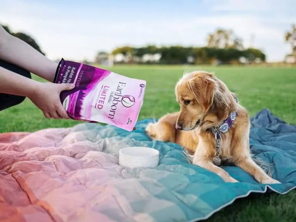 Earthborn Holistic Venture conejo sin huevo y sin guisantes, opción cuidadosa para perros sensibles.