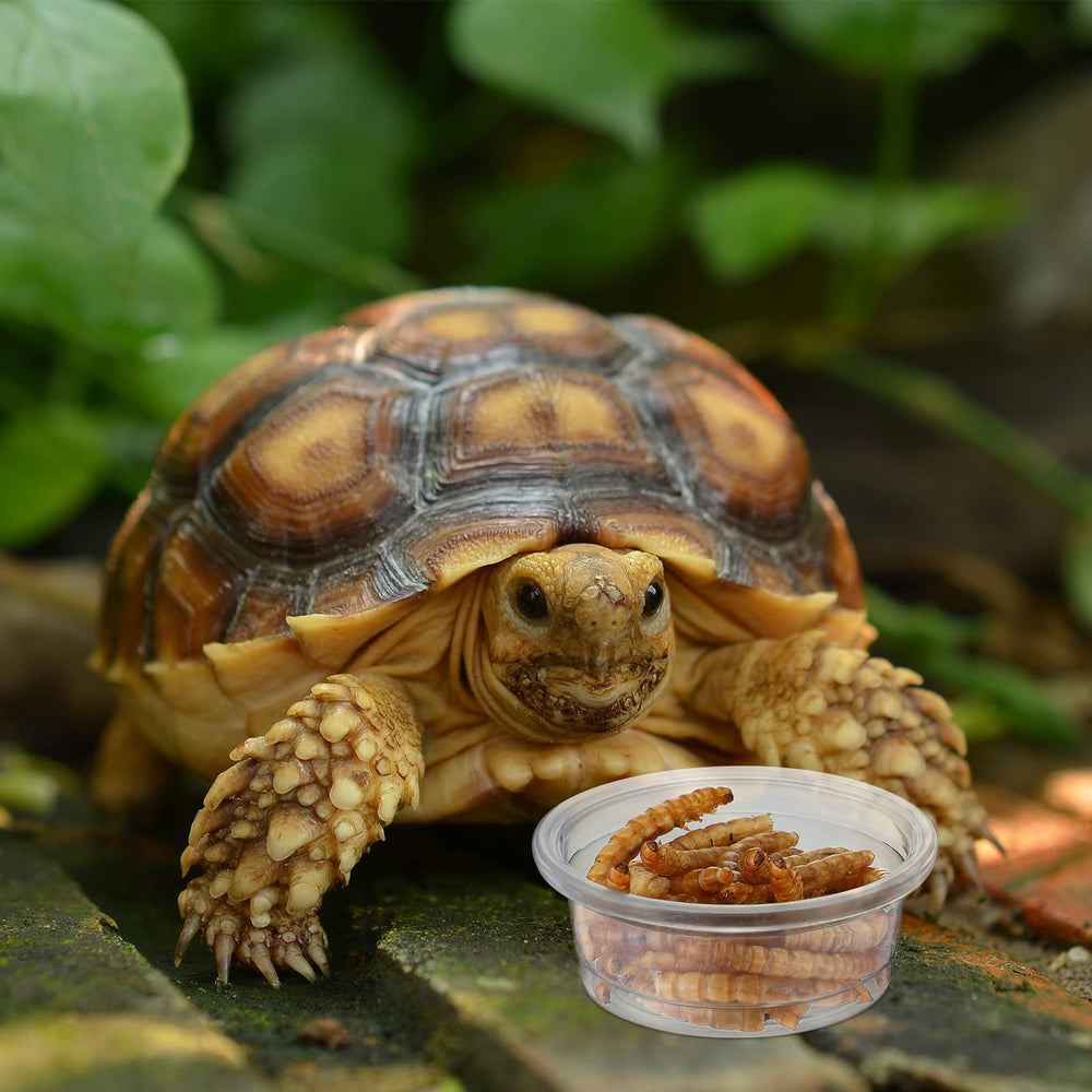 Taza multiusos EBOOT para snacks y condimentos en terrario.
