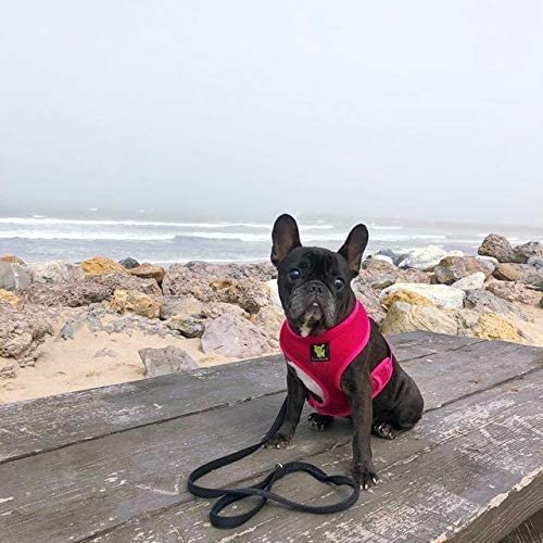 EcoBark Arnés para perros medianos y grandes, ideal diario.