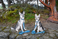 EcoBark correa para entrenamiento y caminatas con mango acolchado ergonómico.