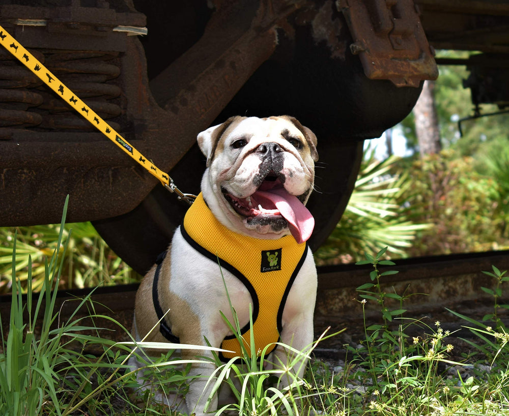 EcoBark correa-perro entrenamiento ideal para sesiones de adiestramiento.