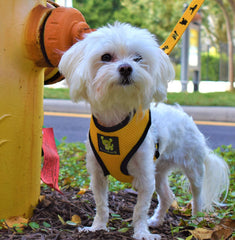 EcoBark correa-perro para tamaños diferentes garantiza control cómodo para cualquier tamaño.