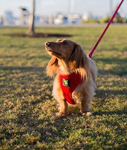 EcoBark correa roja ofrece sujeción estable para trotar.