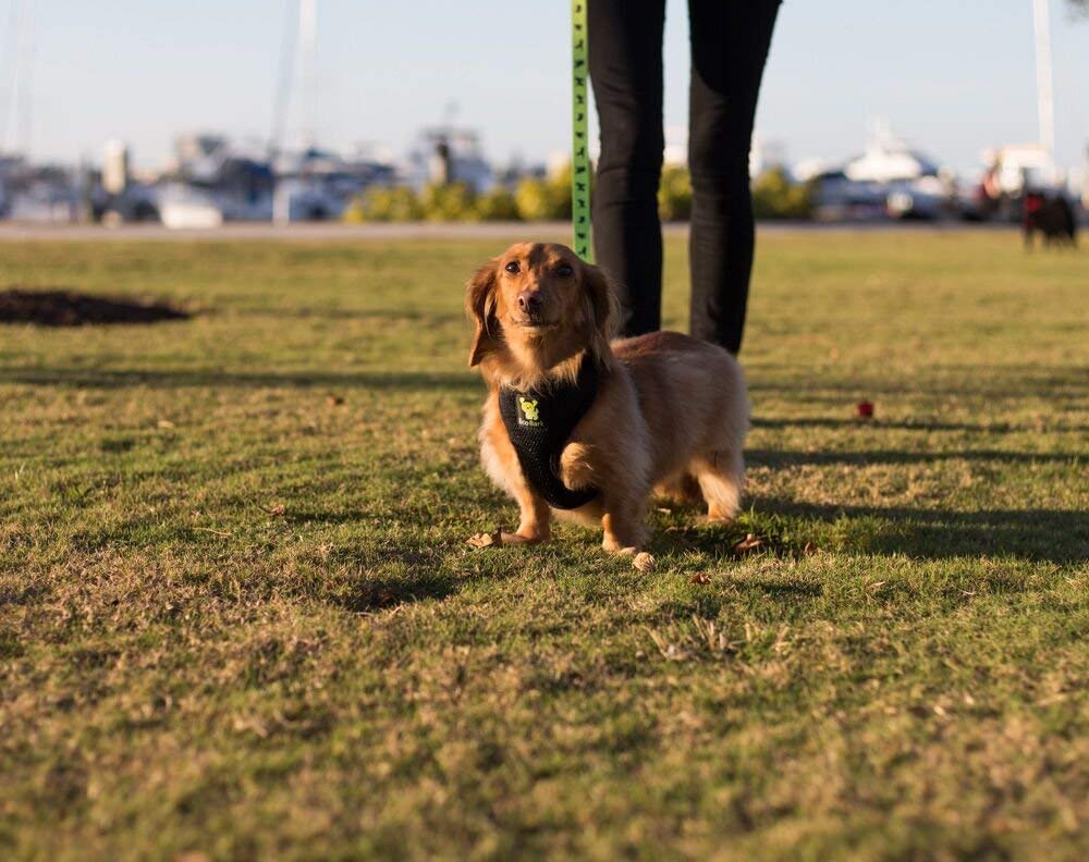 EcoBark correa ecológica fabricada con botellas recicladas, opción sostenible para paseos