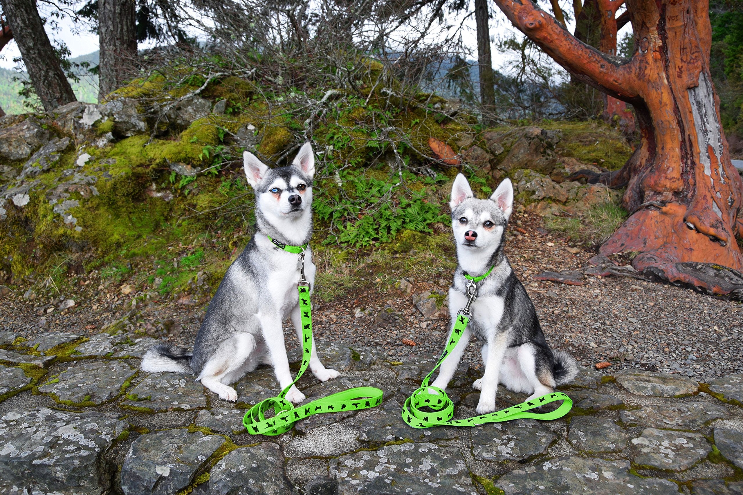 EcoBark correa de uso diario, ideal para paseos y ejercicios ligeros