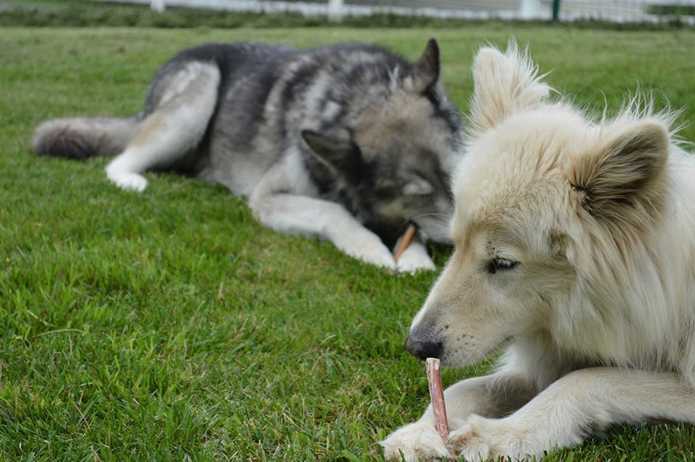 EcoKind Bully Stick: palitos duraderos para sesiones de juego.