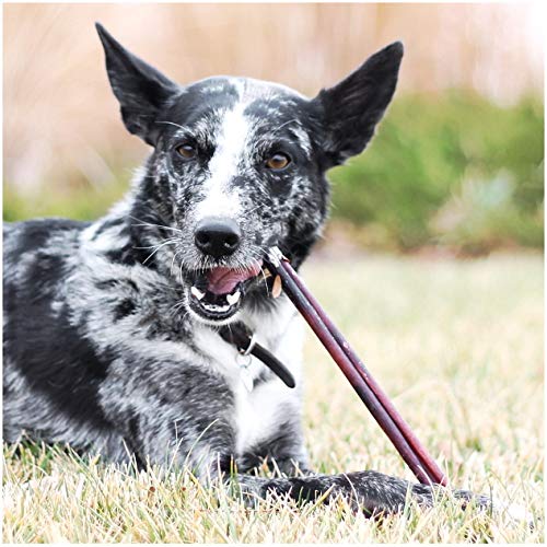 EcoKind Bully Stick en bolsa de 16oz: conveniencia y sabor.
