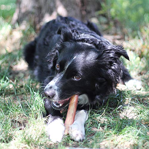 EcoKind Bully Stick: apto para todas las razas y edades.