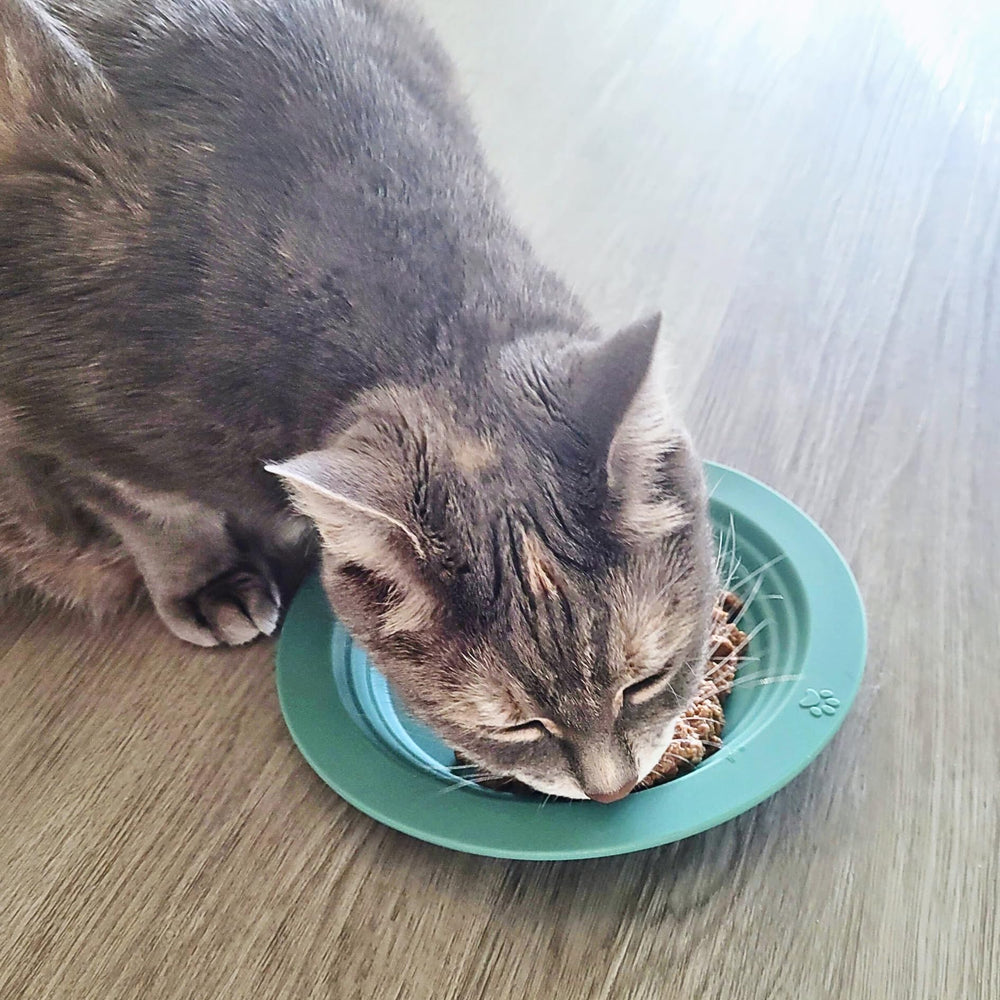 EcoLeo plato gatos silicona platina, perfil bajo ideal para razas pequeñas