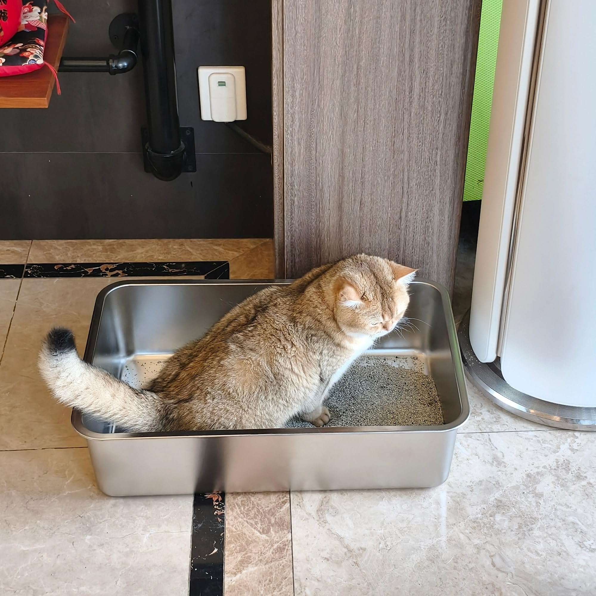 Uso diario de la caja EGMEHOAD para gatos adultos en hogares grandes.