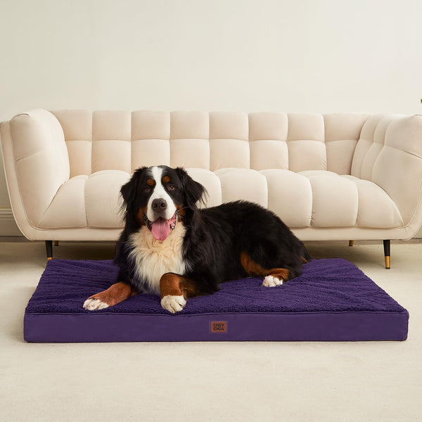 Color-purpura de EHEYCIGA añade estilo y confort para tu mascota