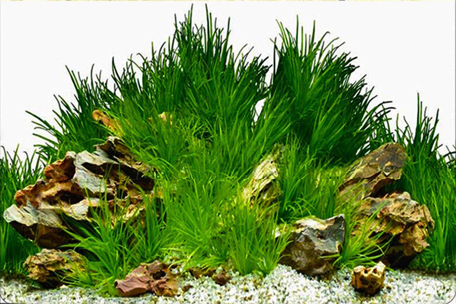 ELEBOX poster acuario algas detalladas, impresión de alta definición para un aspecto natural.