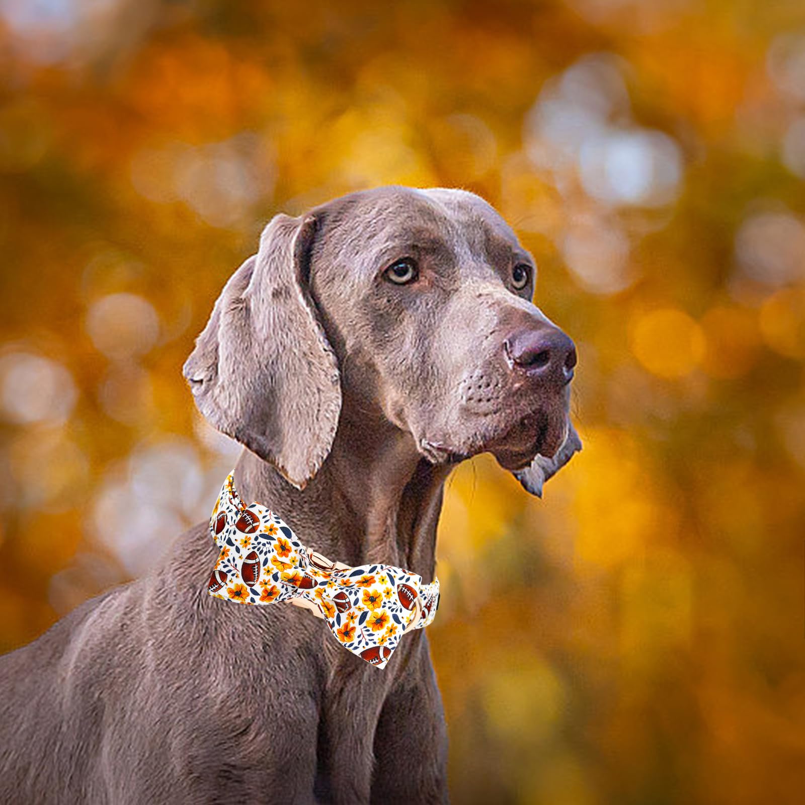 Elegant little tail collar con anilla en D soldada para mayor durabilidad.