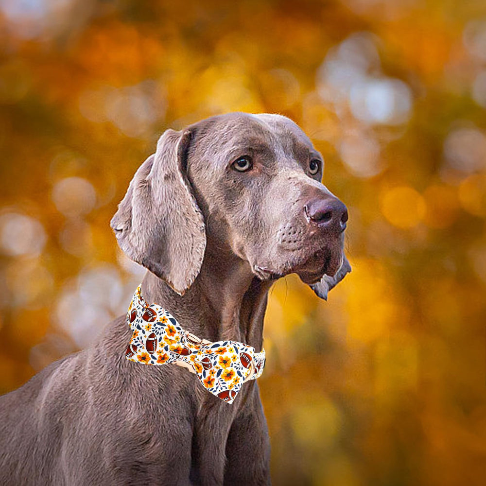 Elegant little tail collar con anilla en D soldada para mayor durabilidad.