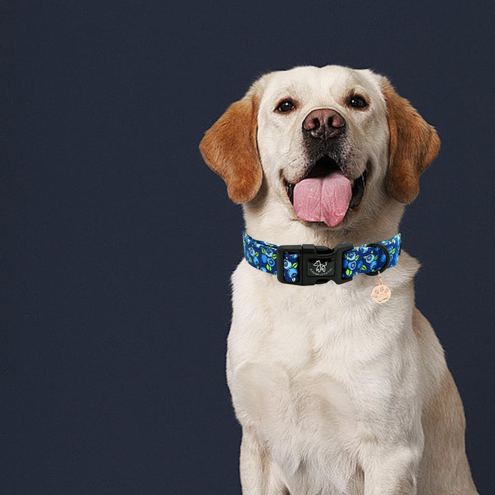 Accesorio a juego con el collar Elegant Little Tail, aporta estilo distintivo.