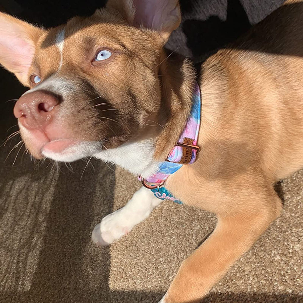 Diseño único realza la personalidad de tu perro durante paseos.