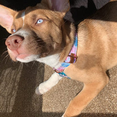 Diseño único realza la personalidad de tu perro durante paseos.