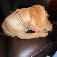 Collar Elegant Little Tail con anilla en D soldada para sujetar la correa con facilidad.