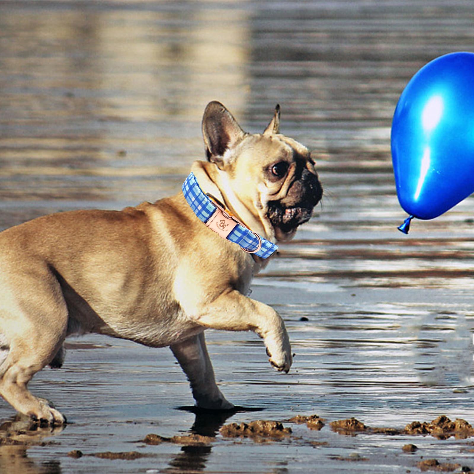 Elegant little tail collar azul a cuadros con ribete resistente para uso diario.