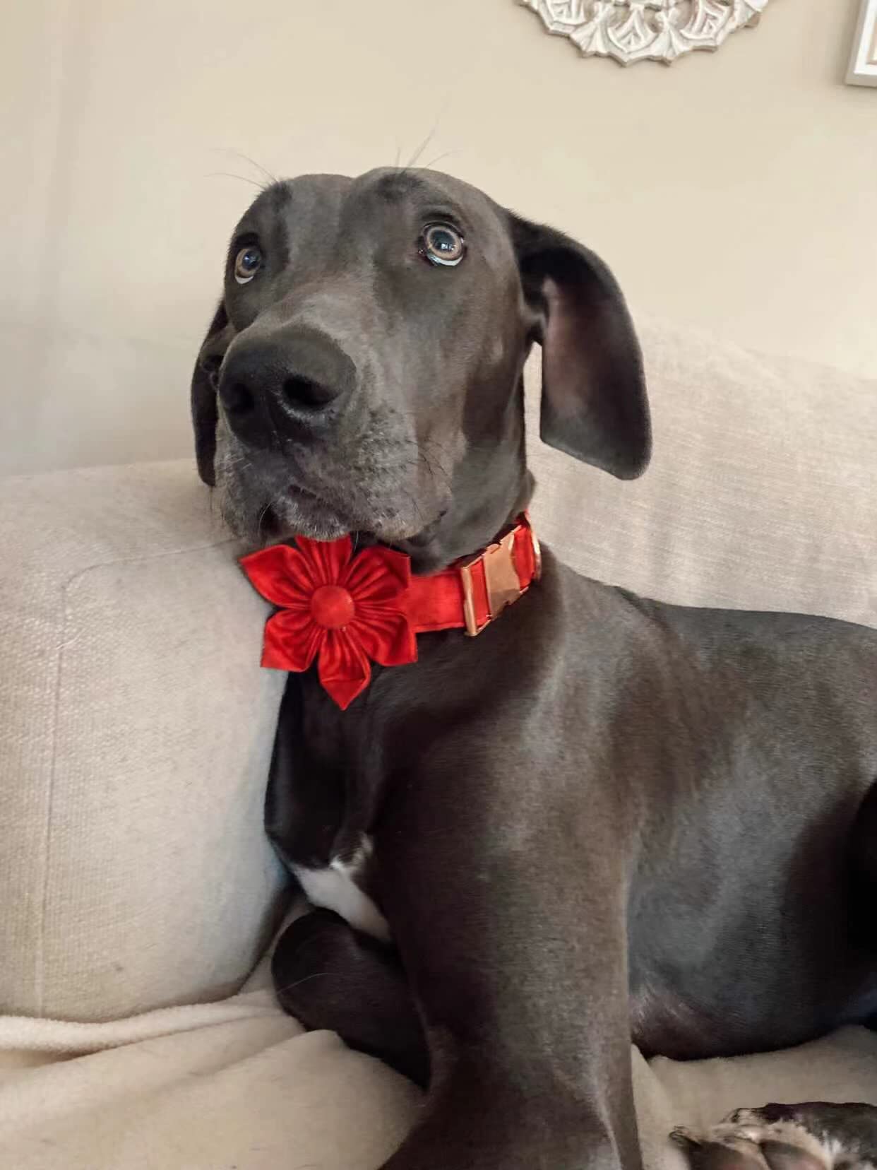 Elegant little tail collar cierre doble: seguridad adicional en paseos.