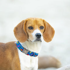 Collar Elegant little tail ajustable para perros pequeños y seguros.