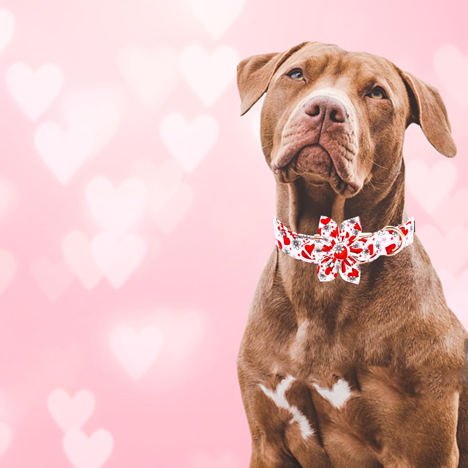 Diseño rosa para San Valentín en collar Elegant little tail