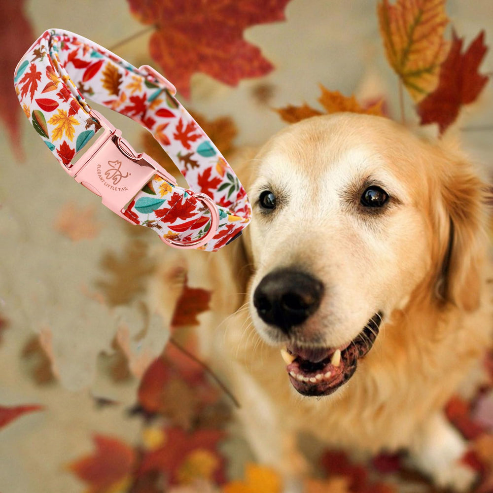 Collar XL Elegant Little Tail con hebilla resistente para perros grandes