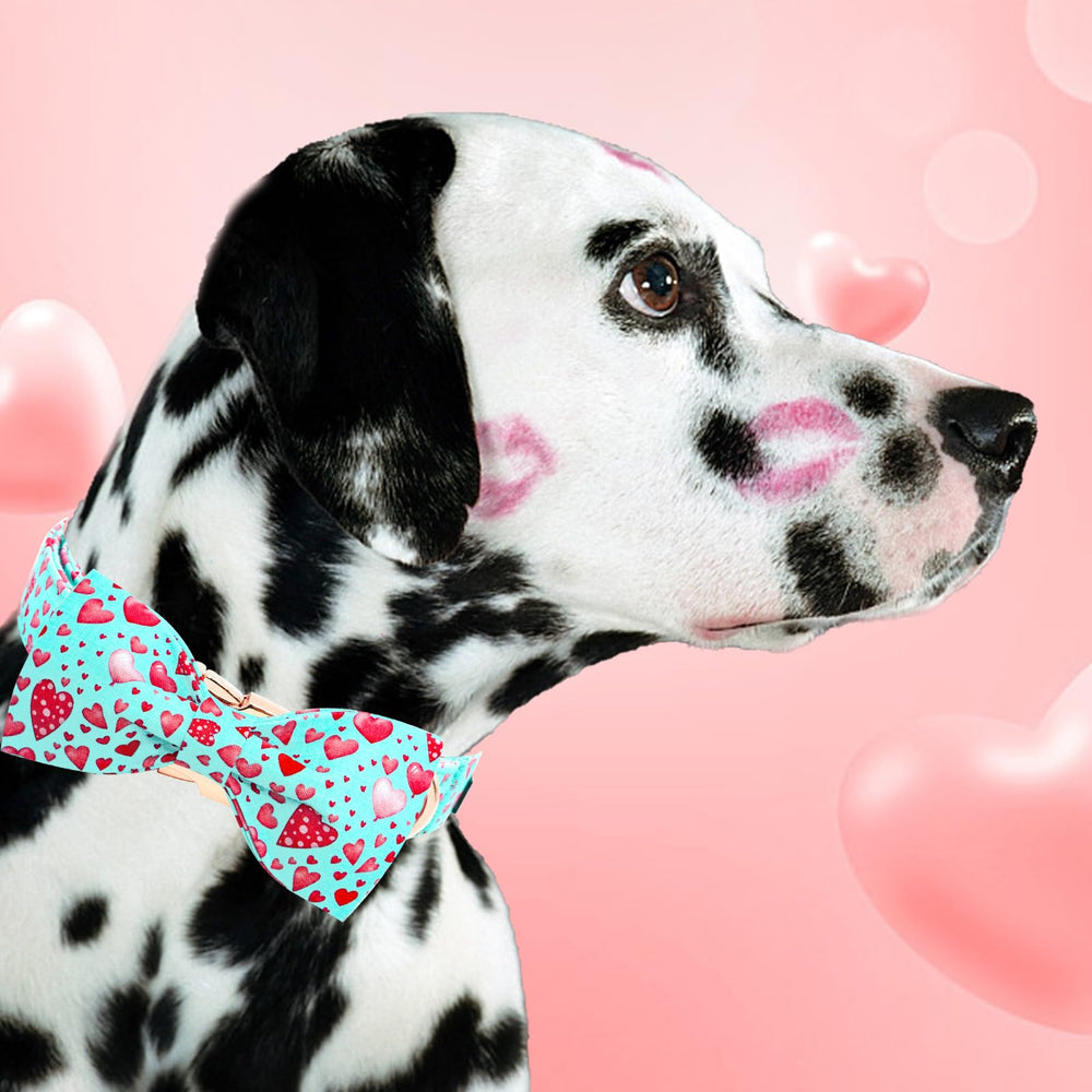 Collar Elegant little tail con patrón de corazones, ideal para ocasiones especiales.