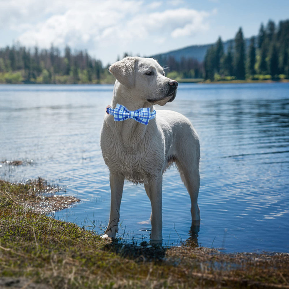 Elegant Little Tail collar ligero y duradero, ideal para paseos de perros pequeños