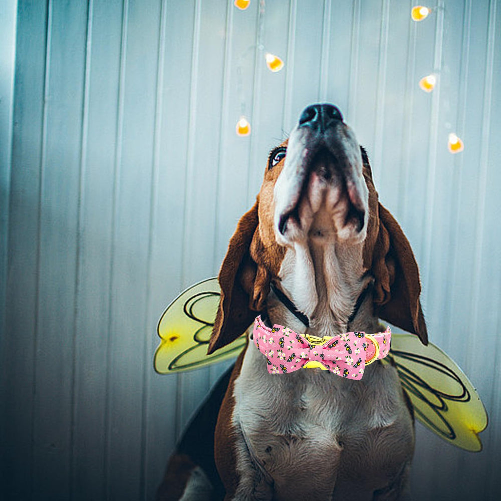 Collar Elegant little tail ideal para paseos y eventos