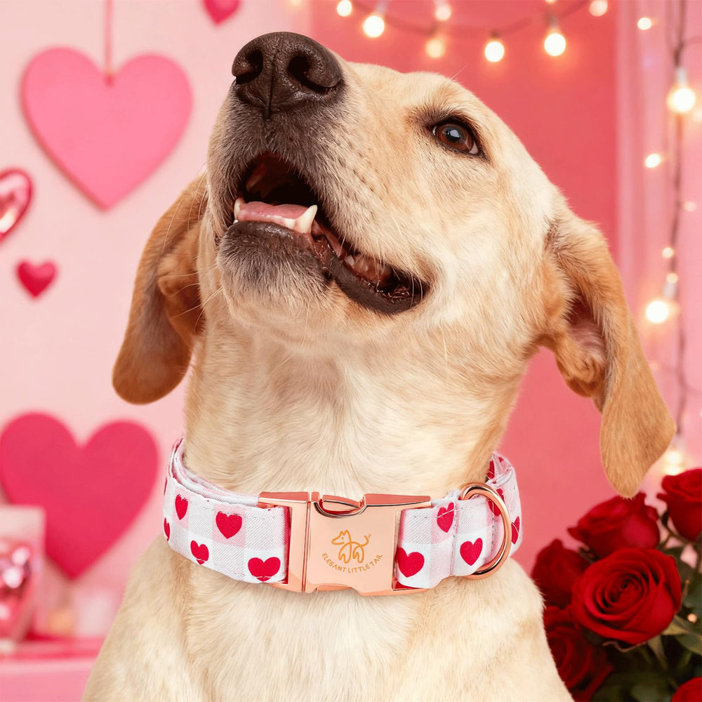 Collar Elegant little tail mostrado en perro pequeño, ideal para fotos y juego diario.