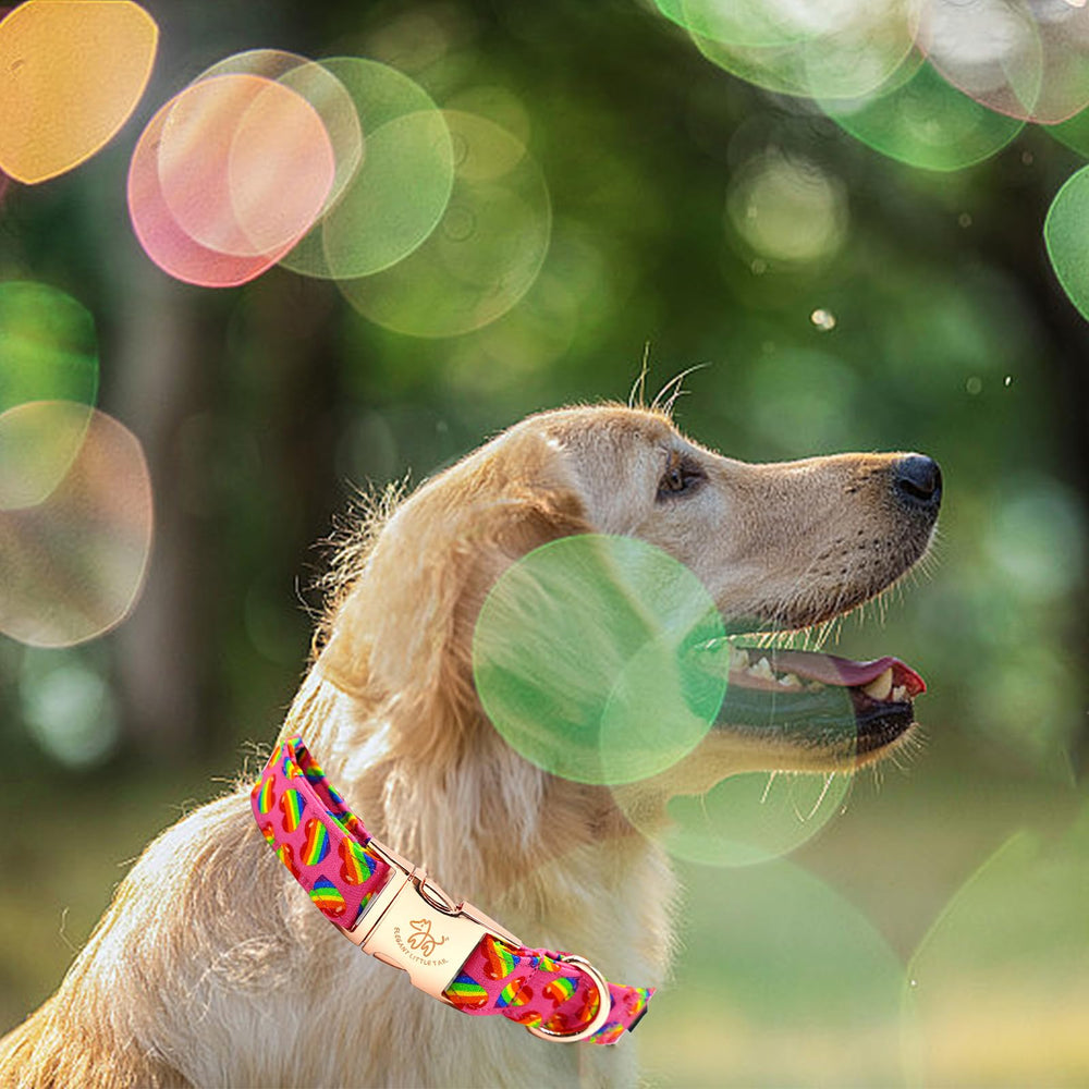 Elegant little tail collar perro flor lazo para estilo y fotos memorables