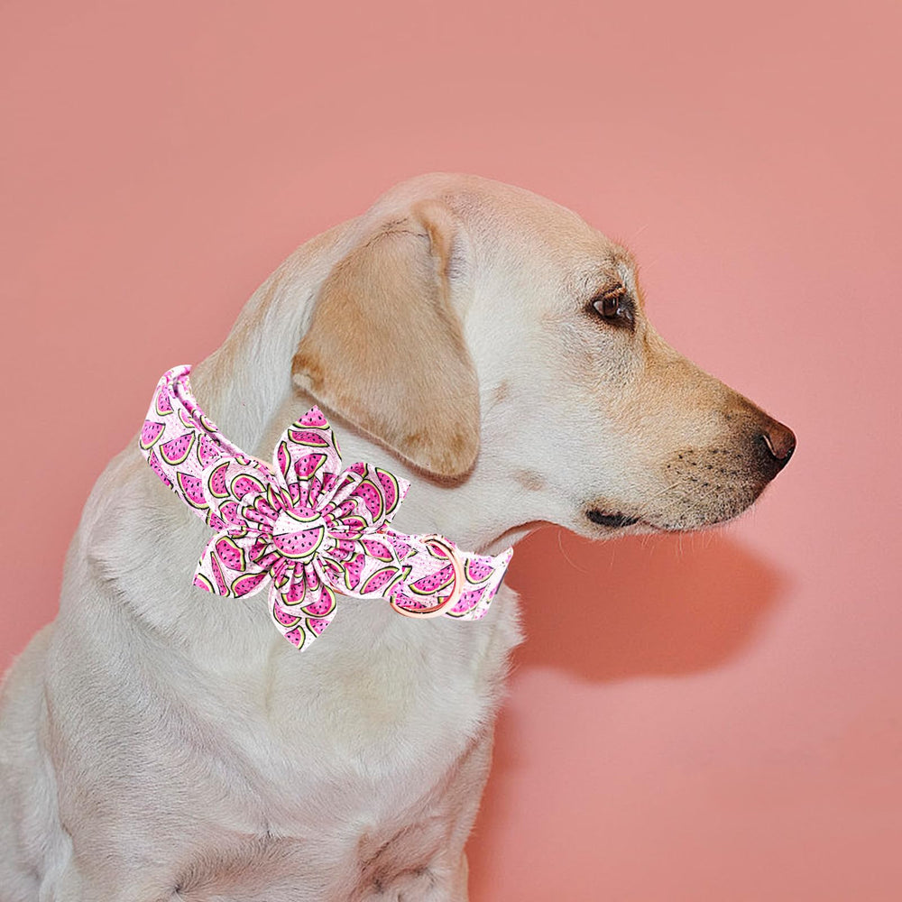 Elegant little tail collar para perros grandes: durabilidad y comodidad en cada paseo.