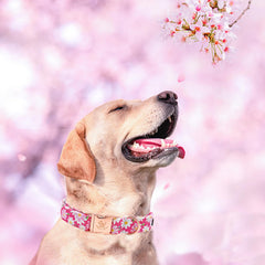 Elegant little tail collar rosa floral, vista lateral mostrando el diseño único.