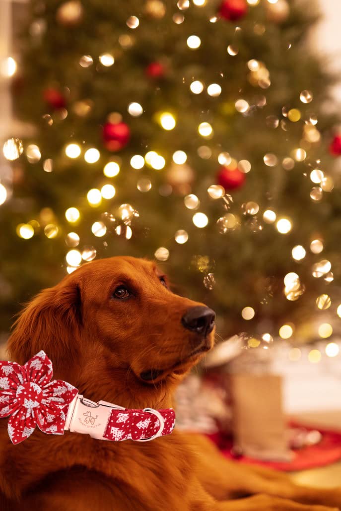 Idea de regalo navideño único de Elegant Little Tail para perros.