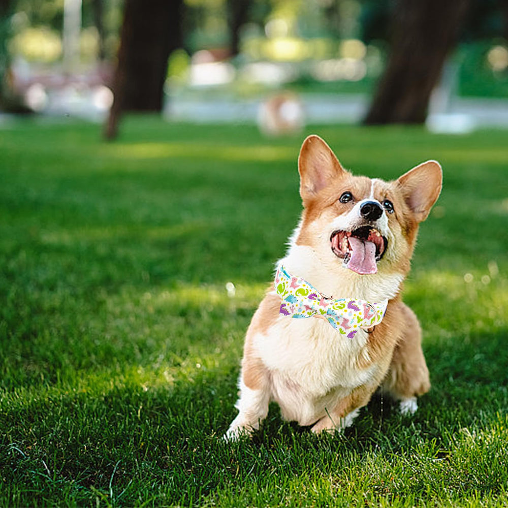 Ideal para paseos y fotos con el collar Elegant little tail.