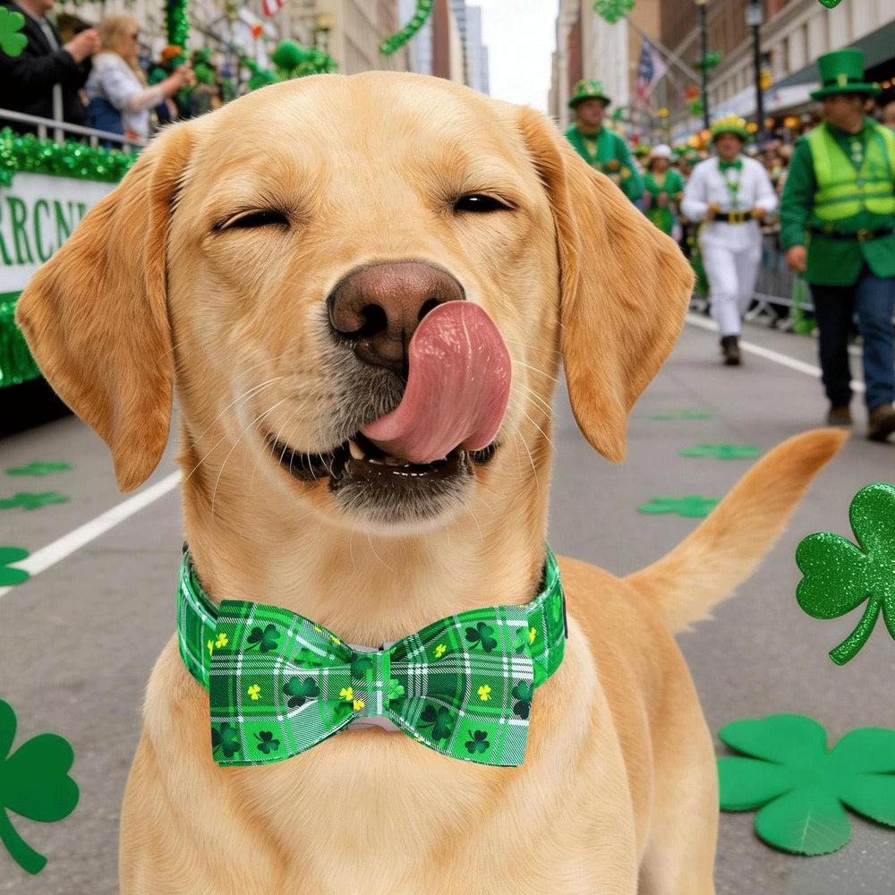 Perro grande usando el collar verde de Elegant little tail.