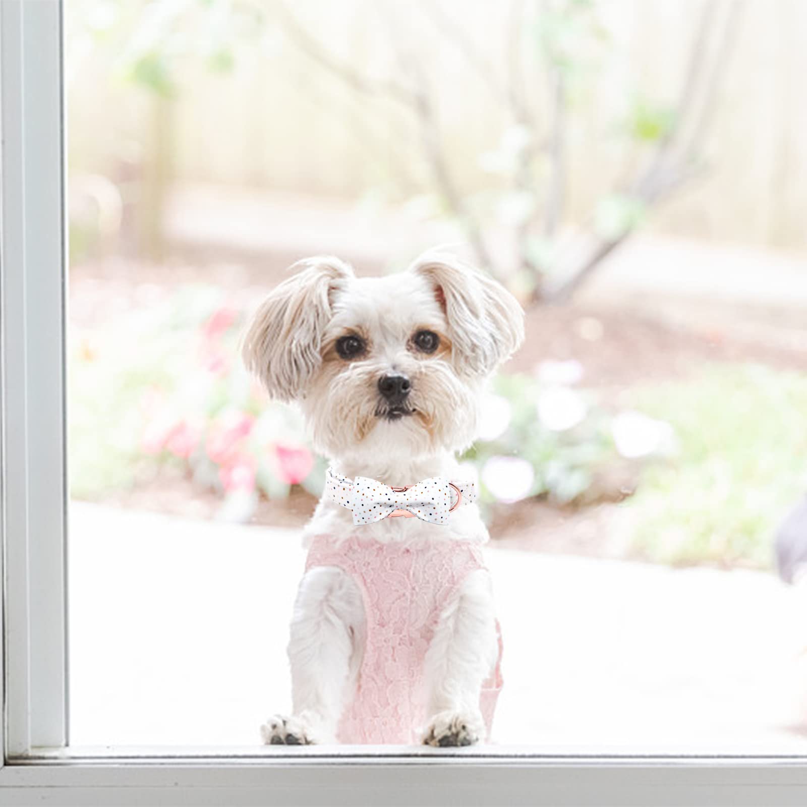 Regalo ideal para perros: collar con lazo elegante de Elegant Little Tail.
