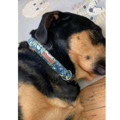 Elegant little tail welded D-ring buckle collar for secure leash attachment.