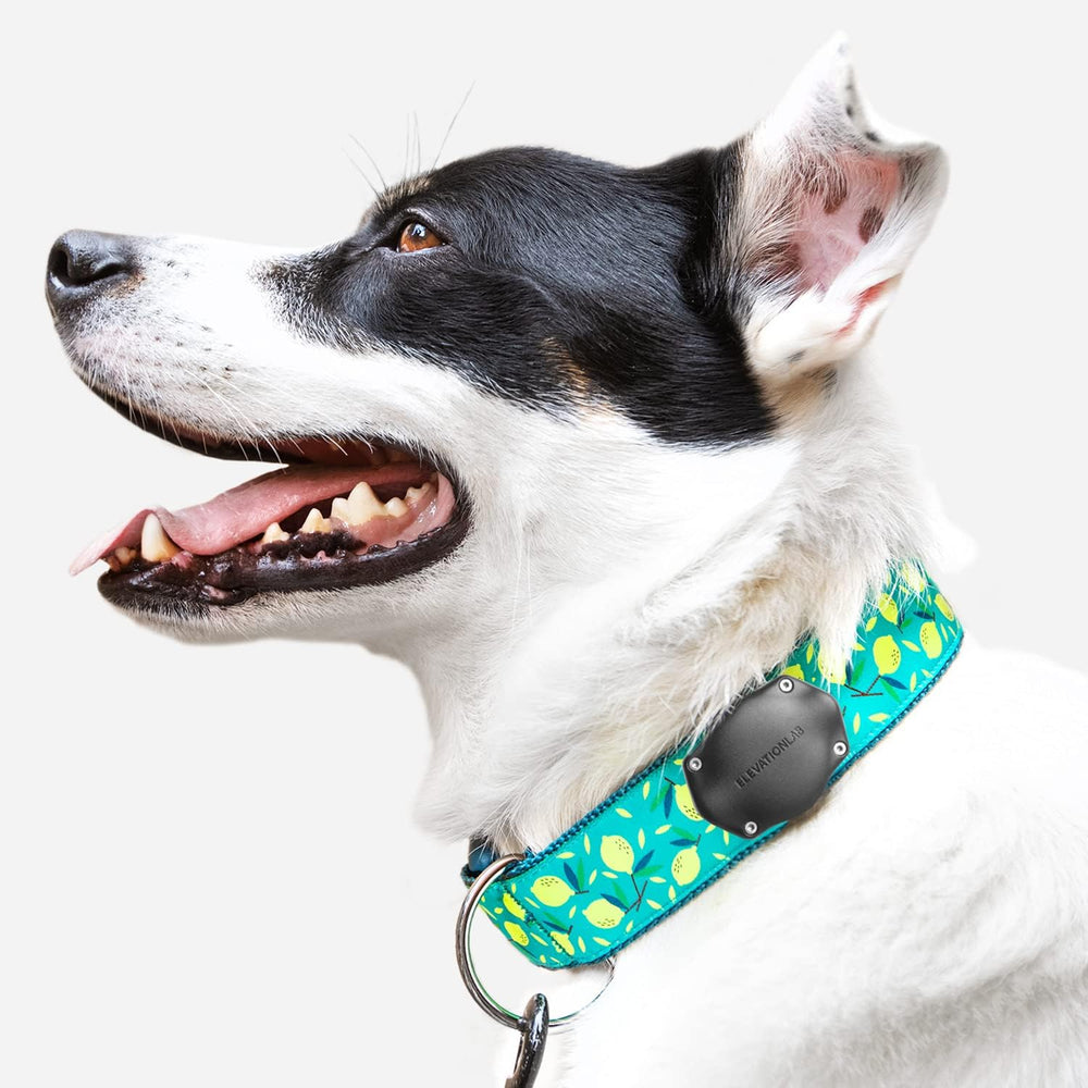 Elevation Lab TagVault AirTag Collar Mount: materiales duraderos y tornillos de alta resistencia.