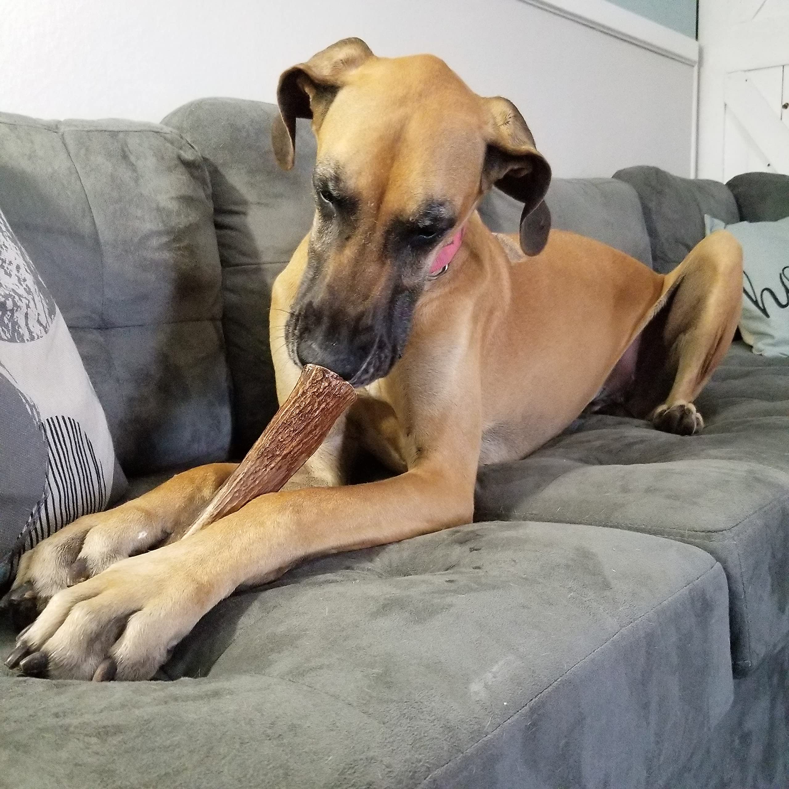 Elkhorn Premium Chews – bordes suavizados para una experiencia segura