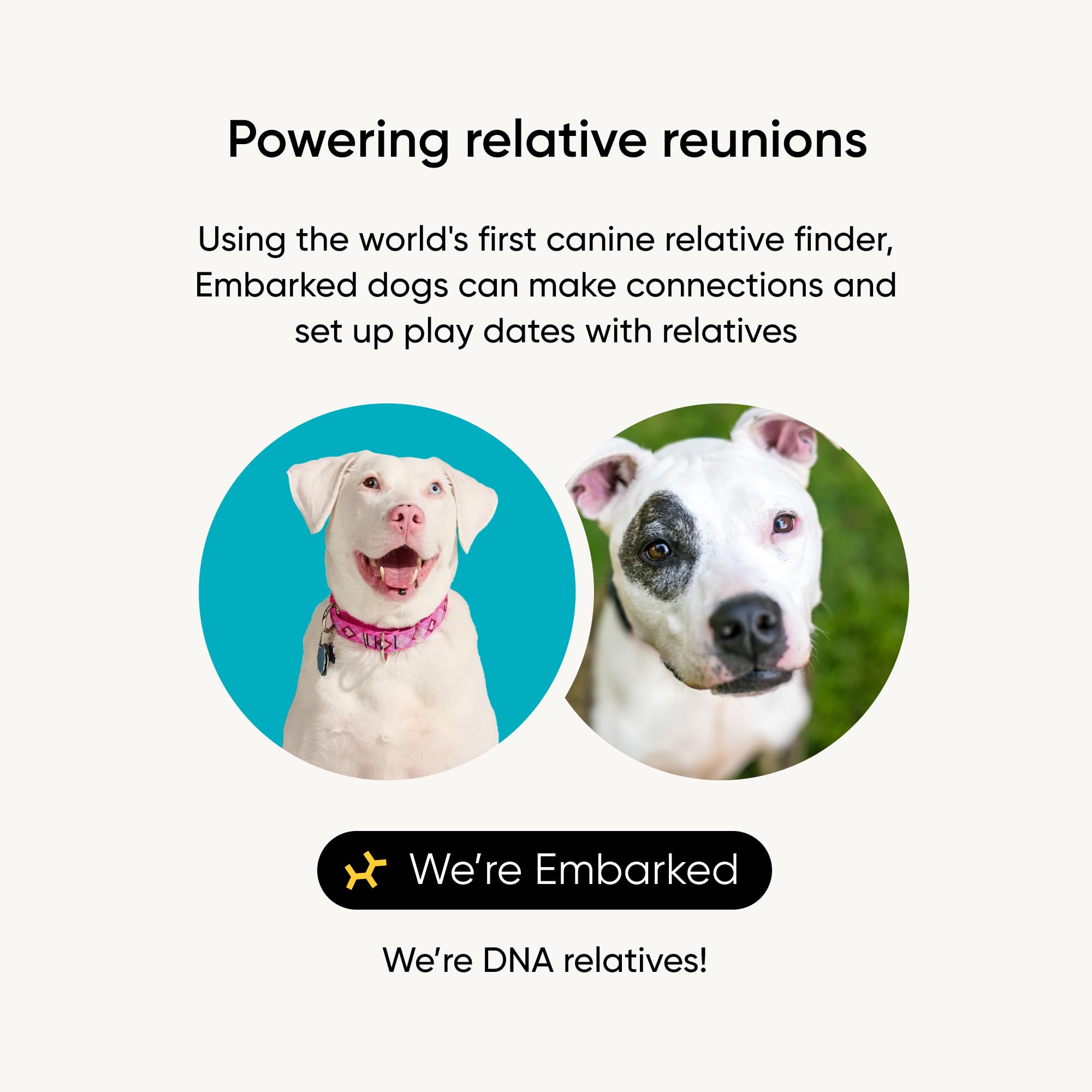 Embark: análisis de ascendencia para ver la mezcla de razas desde bisabuelos