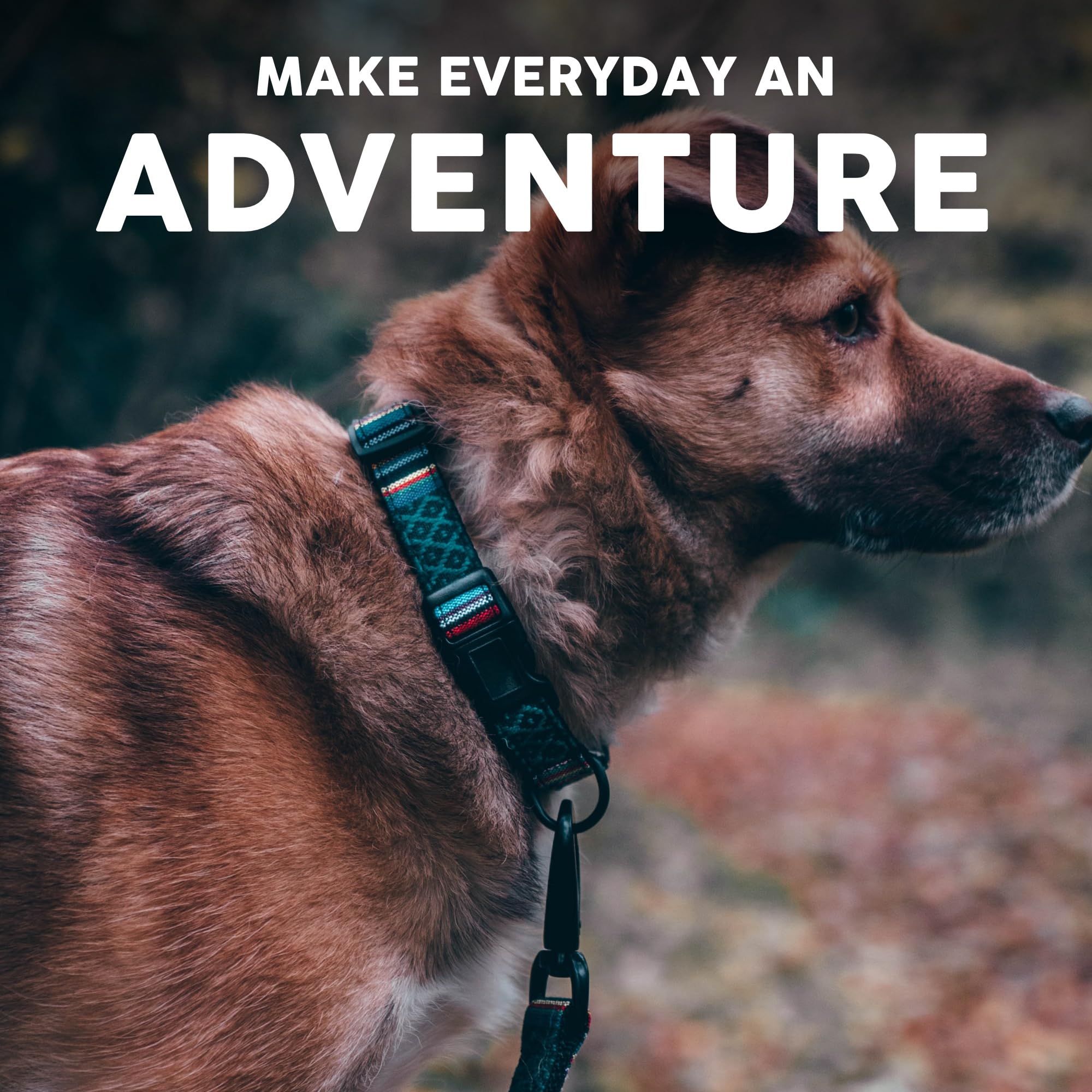 Embark Pets Adventure construcción de alta calidad para paseos fiables