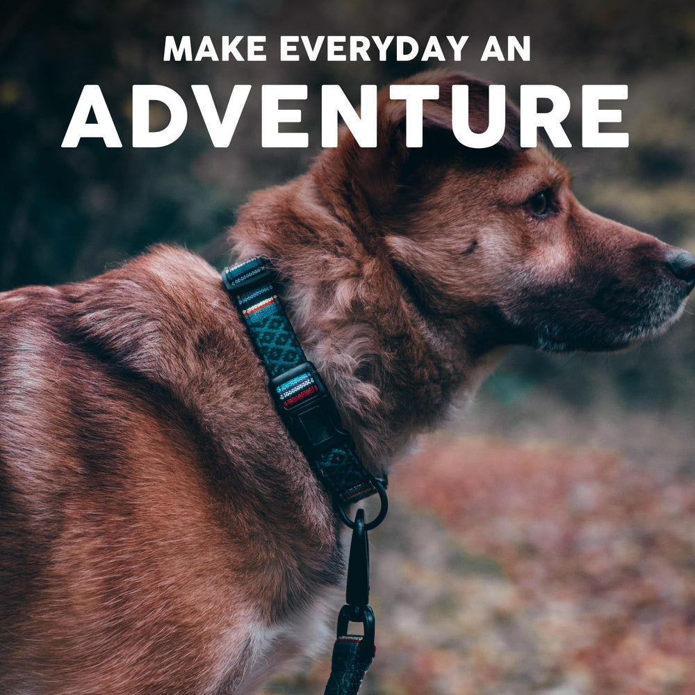 Embark Pets Adventure construcción de alta calidad para paseos fiables